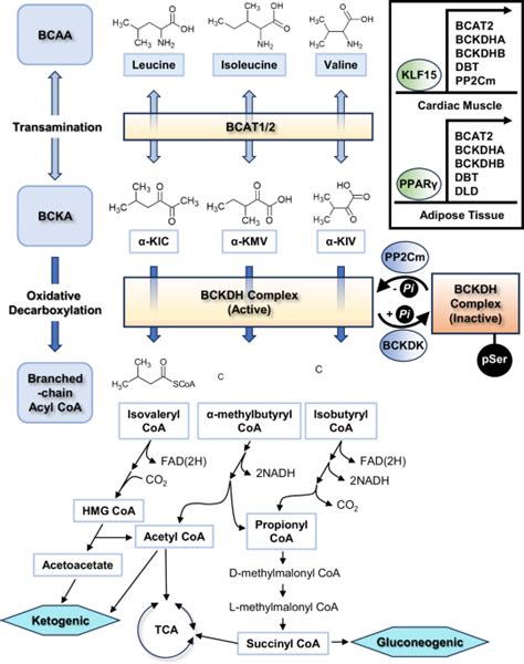 effects of bcaa|The role of BCAA metabolism in metabolic health and disease.